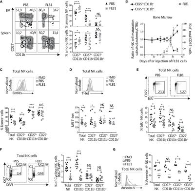 Chronic IL-15 Stimulation and Impaired mTOR Signaling and Metabolism in Natural Killer Cells During Acute Myeloid Leukemia